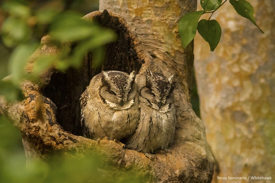 Indian Scops Owls India