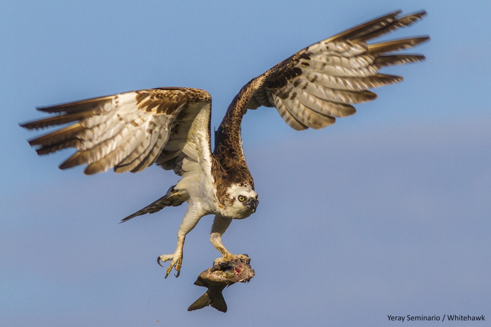 Belize Birding Tour | Belize: A Birding Paradise | Whitehawk Birding