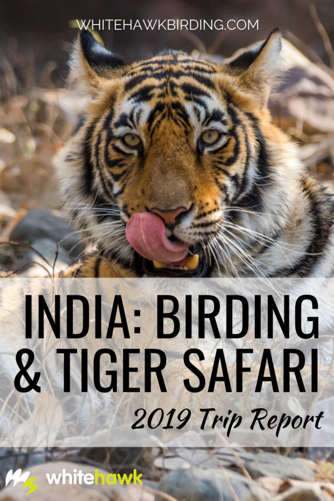 India: Birding & Tiger Safari 2019 Trip Report - Whitehawk Birding: Discover the amazing sightings of tigers, leopards, and birds galore in this packed trip report from our 2019 tour to India.