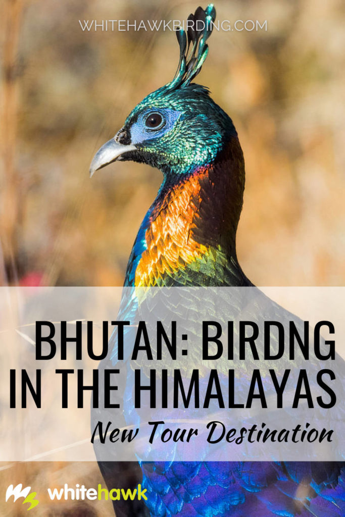 Our Newest Destination: Bhutan - Whitehawk Birding: Bhutan has much to offer the intrepid birder, from fantastic Asian birds to sweeping Himalayan views.