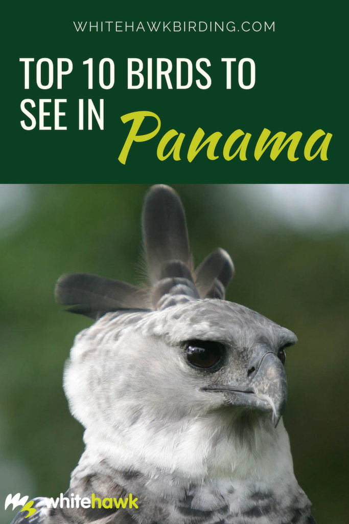 Top 10 Birds to See in Panama - Whitehawk Birding: Of over 1000 species of birds found in Panama, these are what we consider the top 10 to see when birding in Panama.