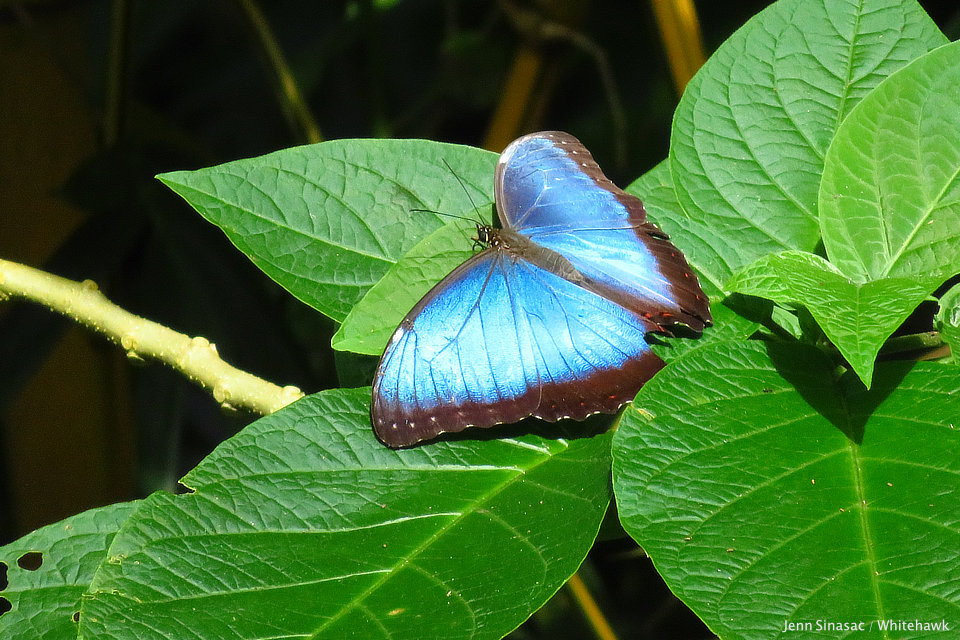 Common Morpho Panama Nature Tour Whitehawk Birding