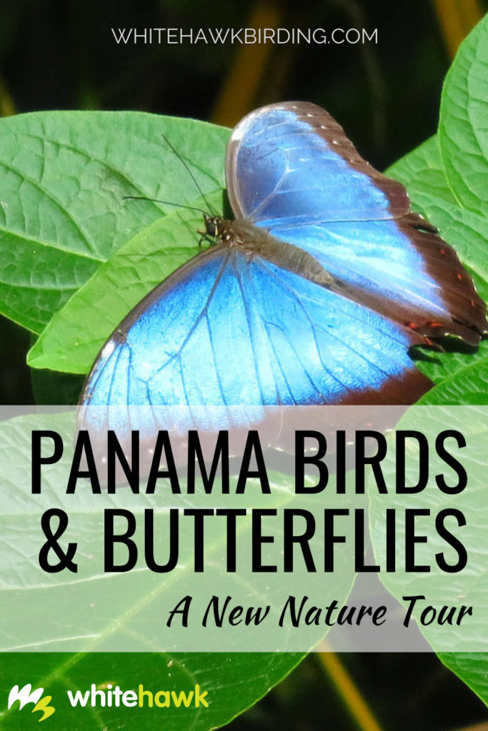 Panama Birds & Butterflies: A New Nature Tour - Whitehawk Birding: Birds and butterflies complement each other nicely, always giving us something to look at. Discover this exciting new Whitehawk tour, perfect for any nature lover.