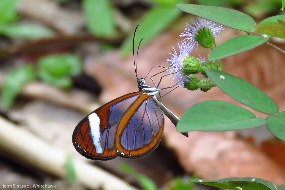 Paula's Clearwing Panama