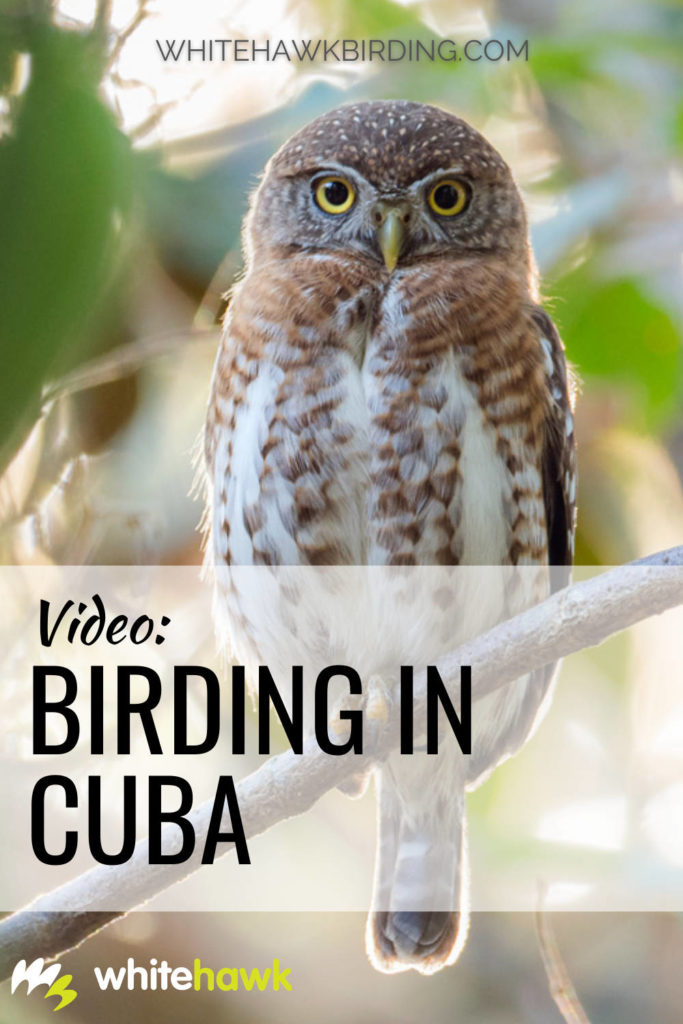 Birding in Cuba with Whitehawk - Whitehawk Birding: This short video sums up just what the spectacle of birding in Cuba is all about.