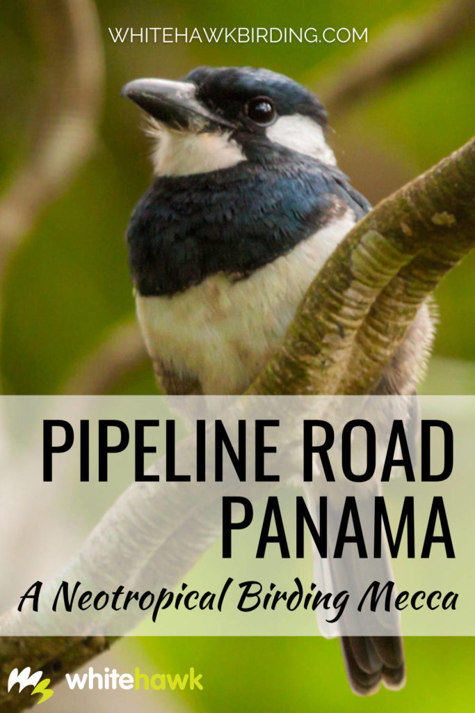 A Neotropical Birding Mecca: Pipeline Road Panama - Whitehawk Birding: For any birder who has a keen interest in Neotropical birds, Pipeline Road is a must! For decades and to this day, Pipeline Road is one the most-visited sites for birding in all of the Americas.