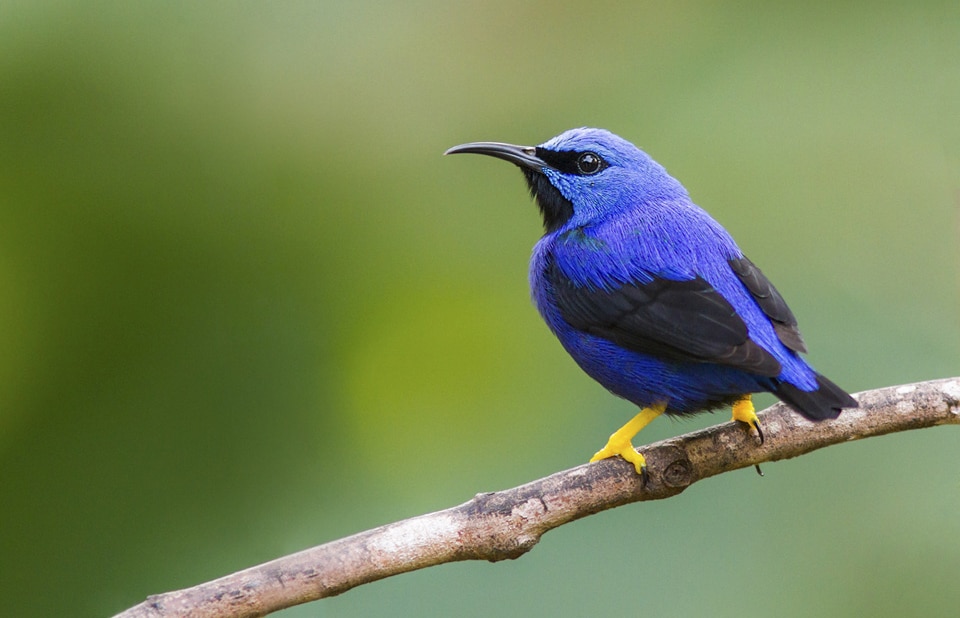 Shining Honeycreeper Panama