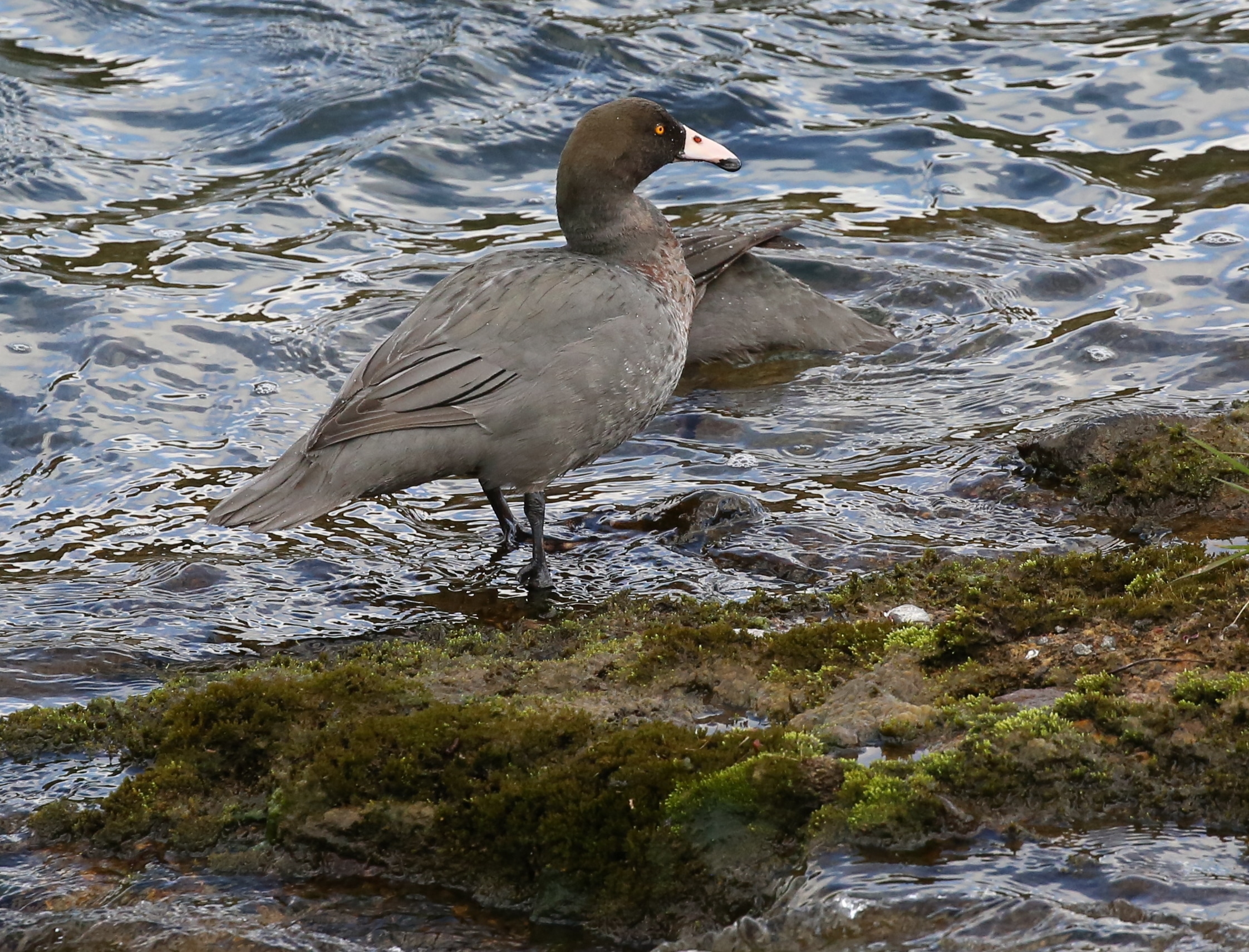 Blue Duck New Zealand