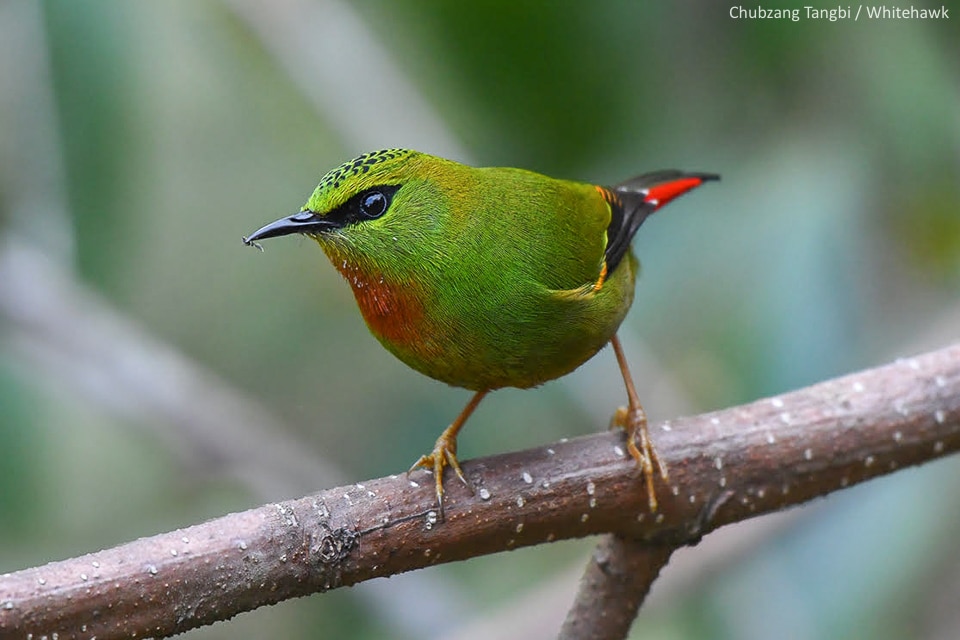 Fire-tailed Myzornis Bhutan Birding Tour Whitehawk Birding