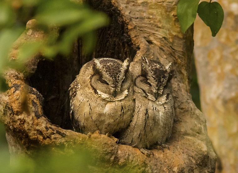 Indian Scops Owl India Birding Whitehawk