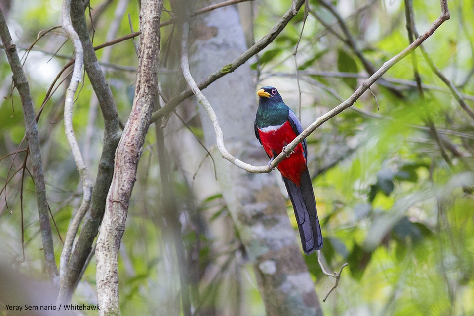 Black-tailed Trogon Panama