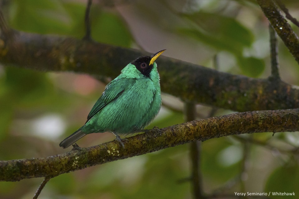 Green Honeycreeper Panama
