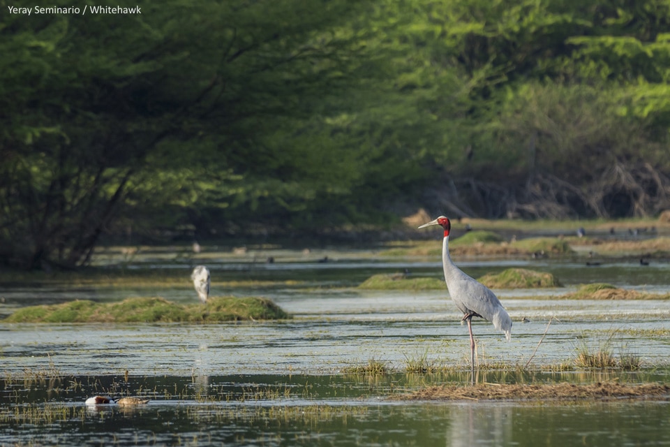 Sarus Crane India Whitehawk Birding