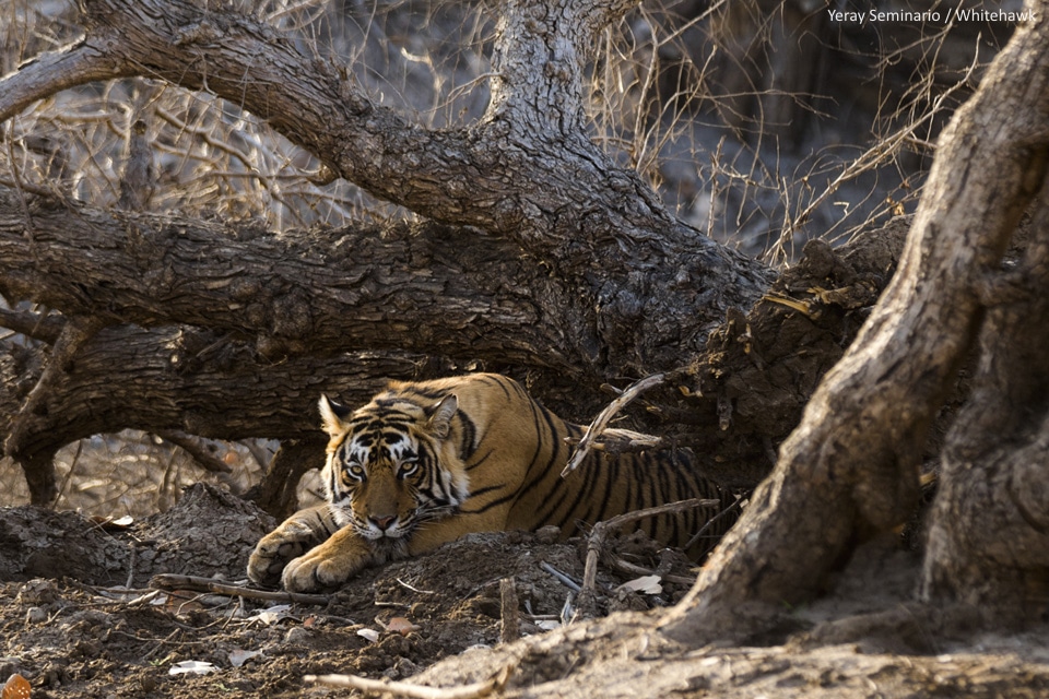 Tiger Safari India Whitehawk