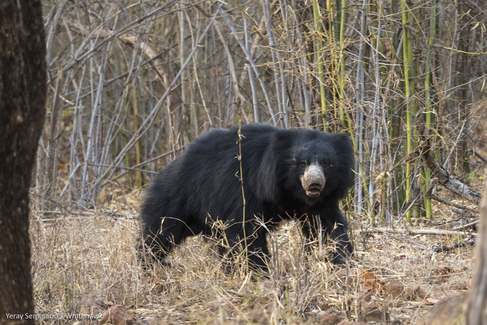 Sloth Bear India Mammals Whitehawk