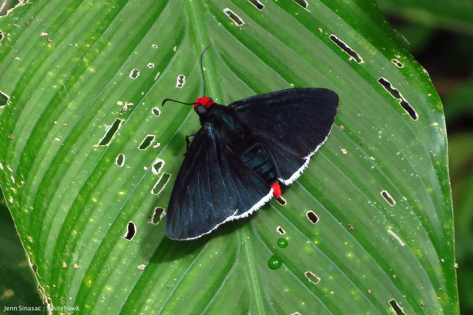 Red-headed Firetip Panama