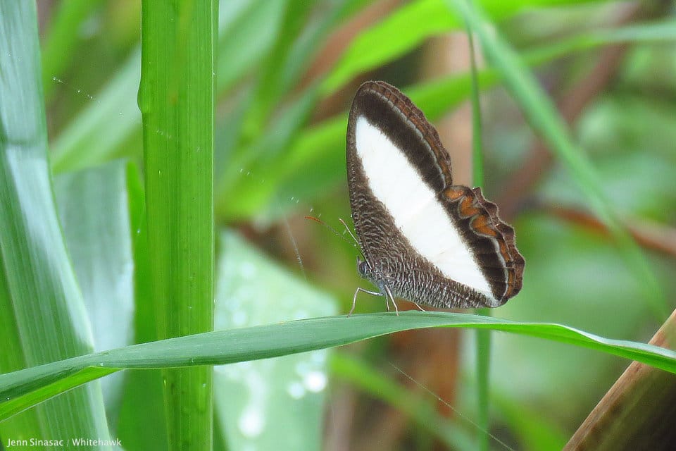 Typhla Satyr Panama