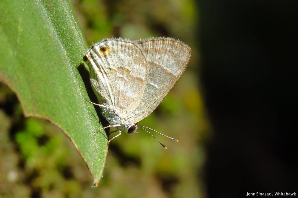 Yojoa Scrub-Hairstreak Panama