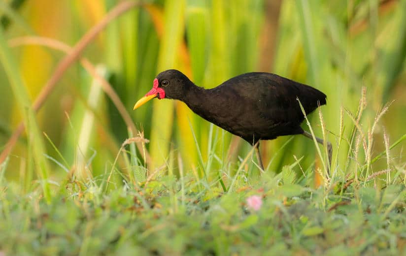 Wattled Jacana Panama