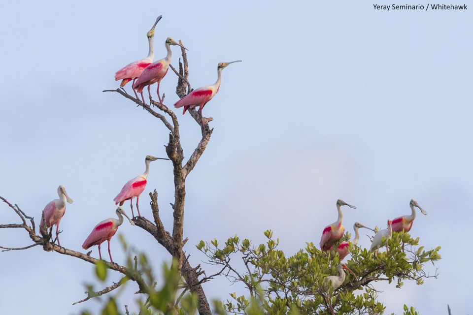 Roseate Spoonbills Belize Birding Whitehawk