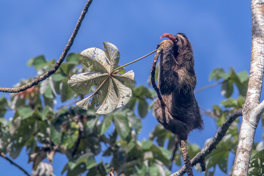 Brown-throated Three-toed Sloth Panama Mammals Whitehawk