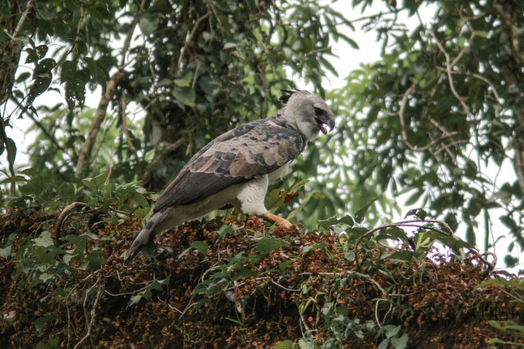 Juvenile Harpy Eagle Panama Birding Whitehawk