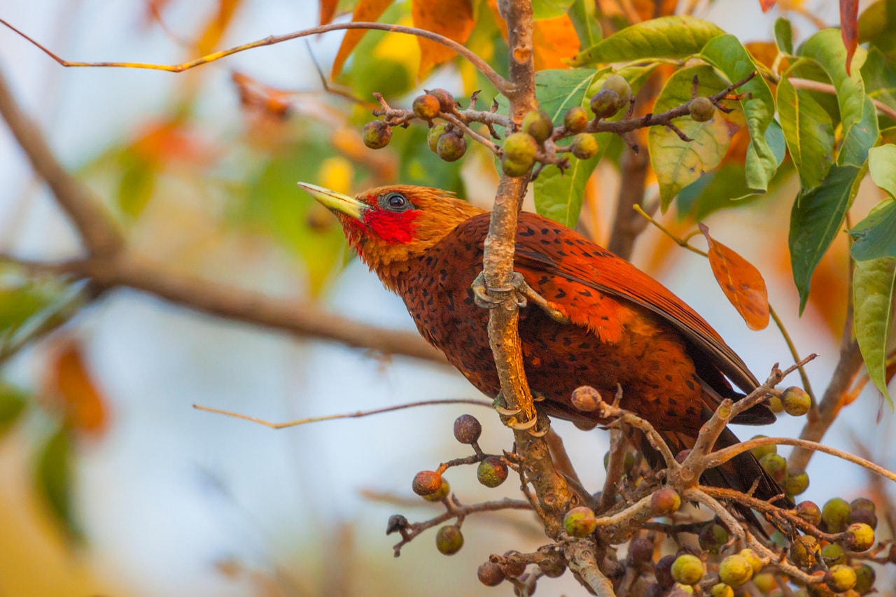 Chestnut-colored Woodpecker Belize Whitehawk Birding