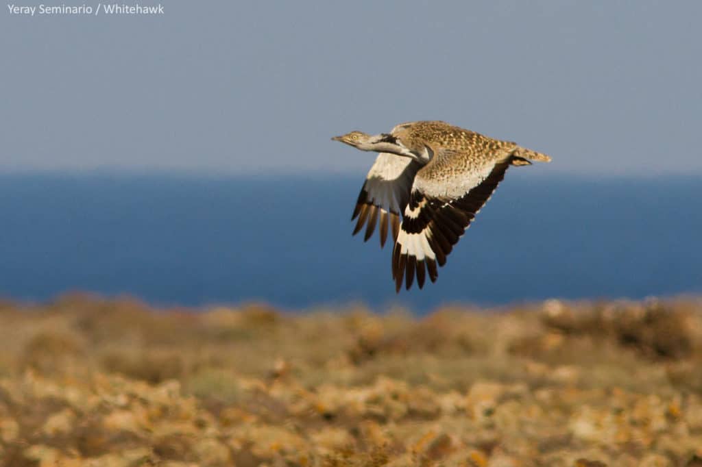 Male Houbara Bustard flying over the plains of Fuerteventura