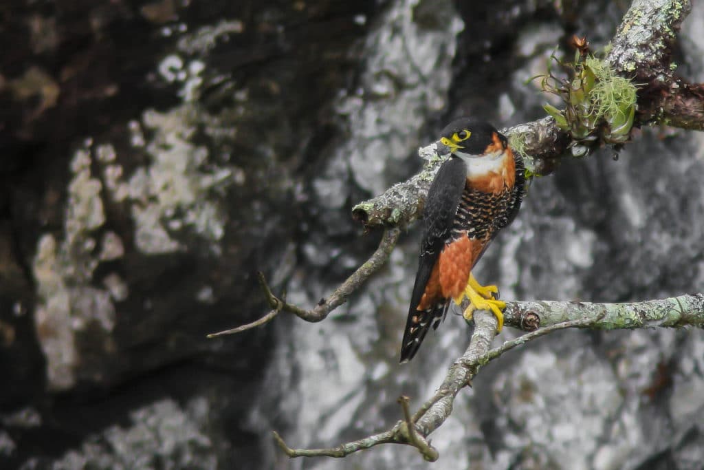 Orange-breasted Falcon Panama Whitehawk Birding