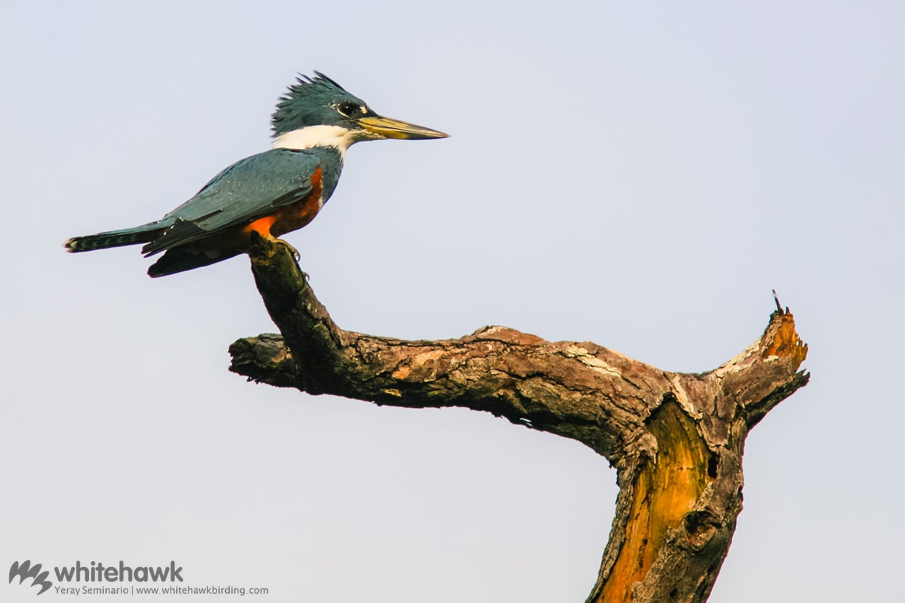 Ringed Kingfisher Belize Whitehawk Birding