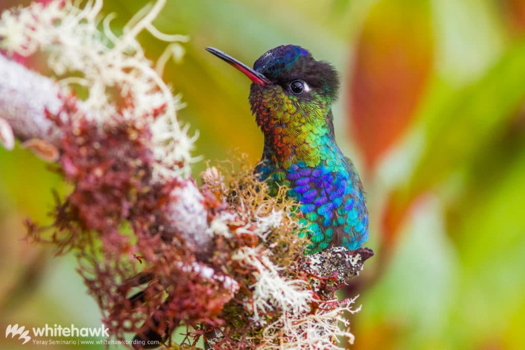 Fiery-throated Hummingbird Panama Costa Rica Whitehawk Birding