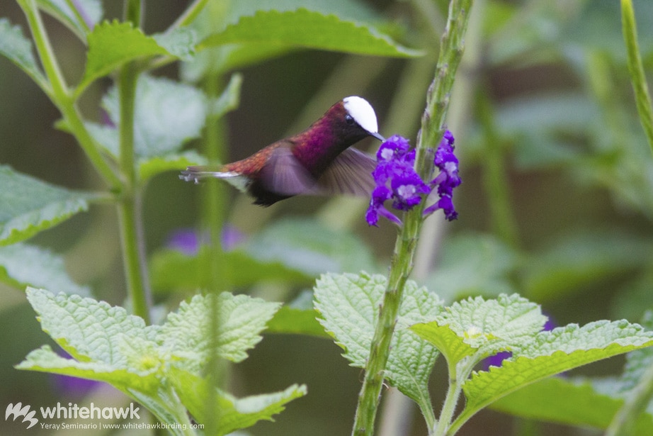 Snowcap Costa Rica Whitehawk Birding