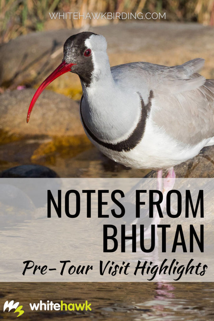 Notes from Bhutan: Pre-tour visit highlights - Whitehawk Birding: A pre-tour visit to Bhutan left us awestruck with the beauty and nature this small Asian country has to offer. Read all about the trip.