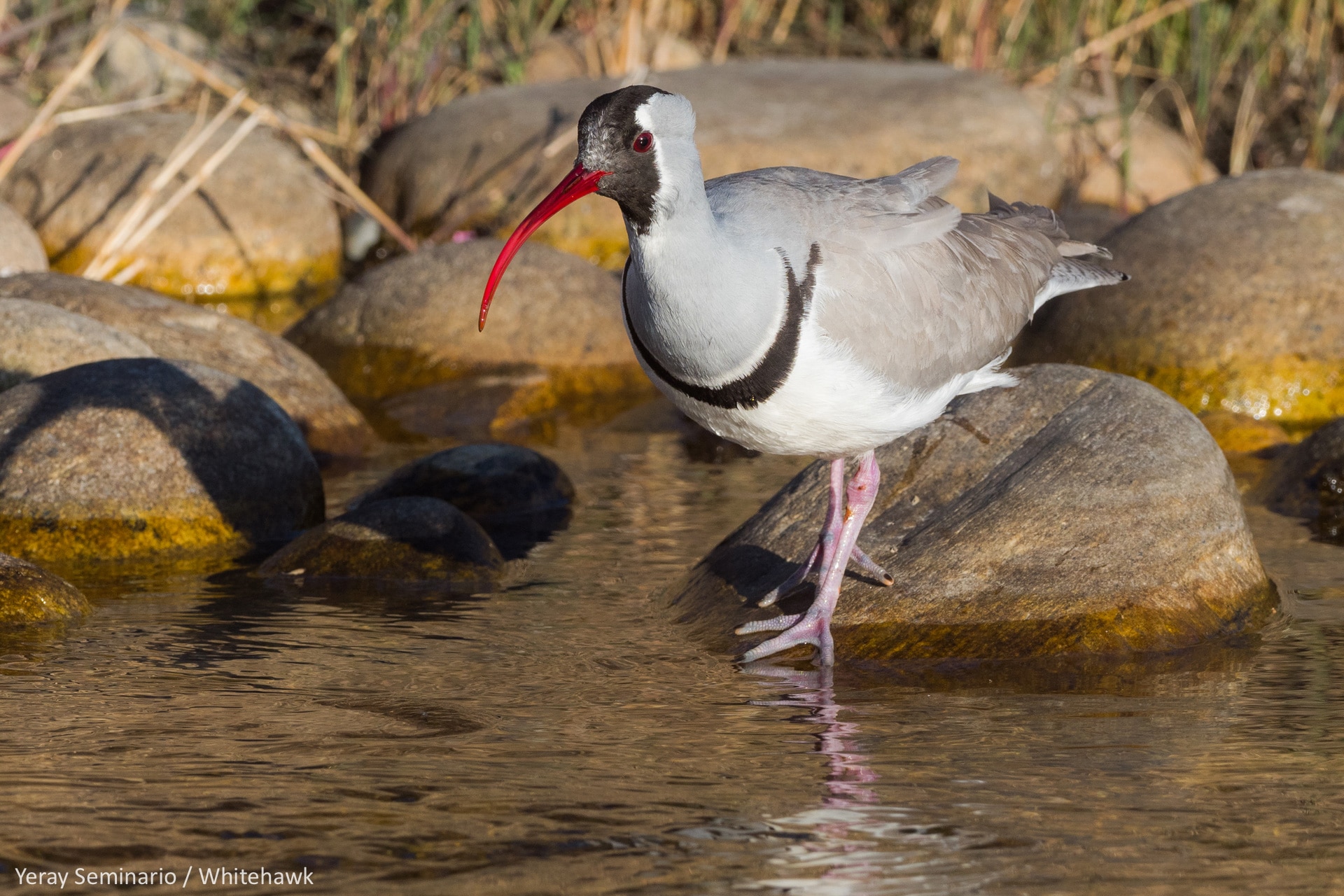 Ibisbill Bhutan Birding Whitehawk