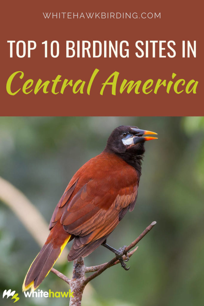 Top 10 Birding Sites in Central America - Whitehawk Birding: Check out our top 10 places to go birding in Central America.