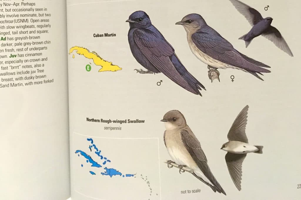 Maps for each species can be found next to its illustrations, unlike in most other guides where it's located on the text page