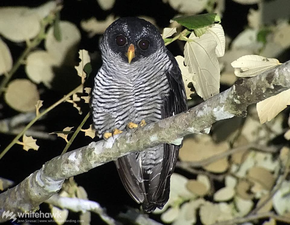 Black-and-white Owl Panama