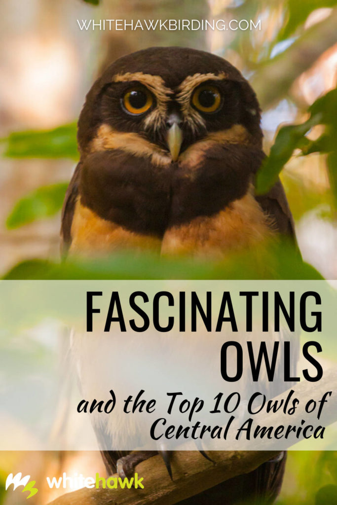 Fascinating Owls and Our Central American Top 10 - Whitehawk Birding: Owls are some of nature's most fascinating and misunderstood creatures. They have many amazing adaptations! Learn about owls and discover some of Central America's most notable species.