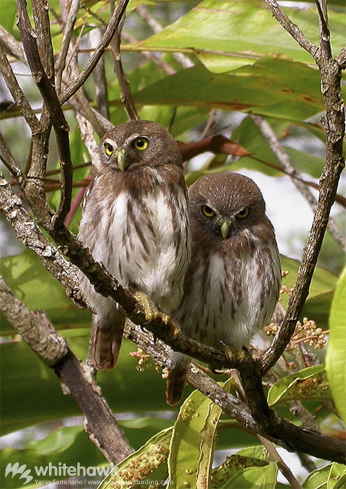 Ferruginous Pygmy-Owls
