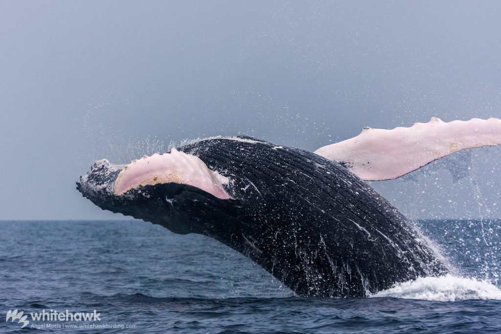 Humpback Whale Panama