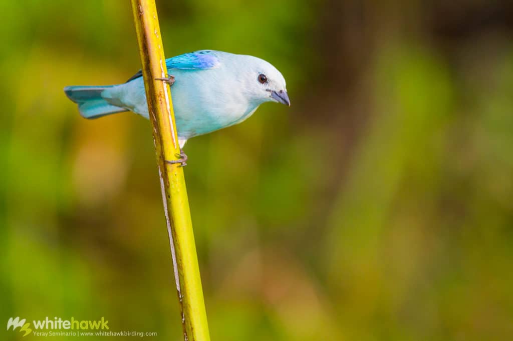 Blue-gray Tanager Panama