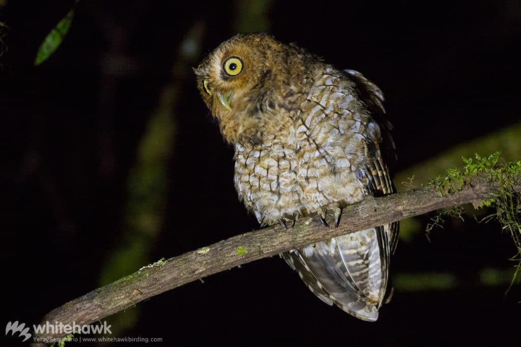 Bare-shanked Screech-Owl Panama