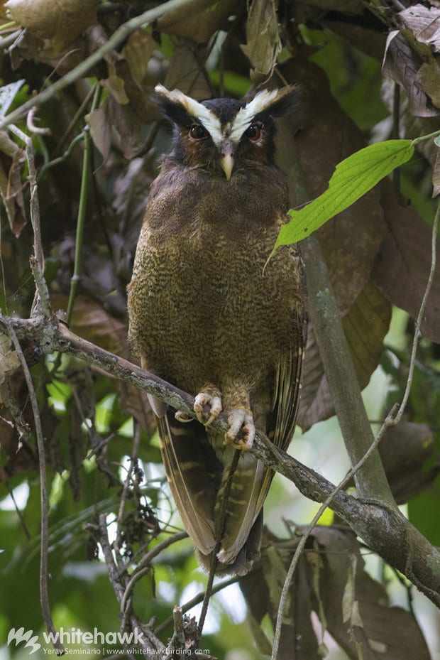 Crested Owl