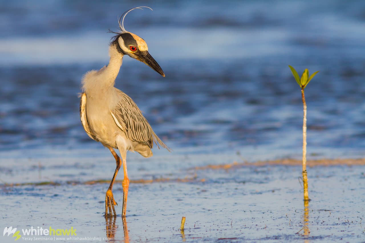 Yellow-crowned Night-Heron Belize