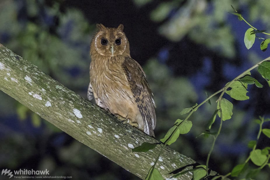 Jamaican Owl Jamaica