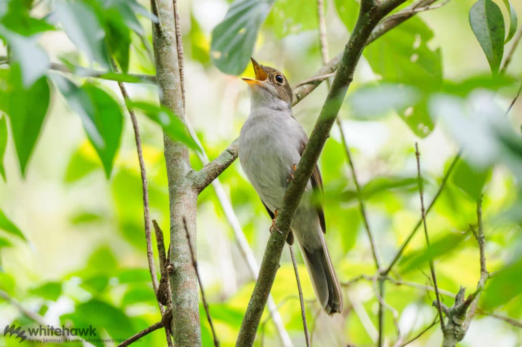 Cuban Solitaire