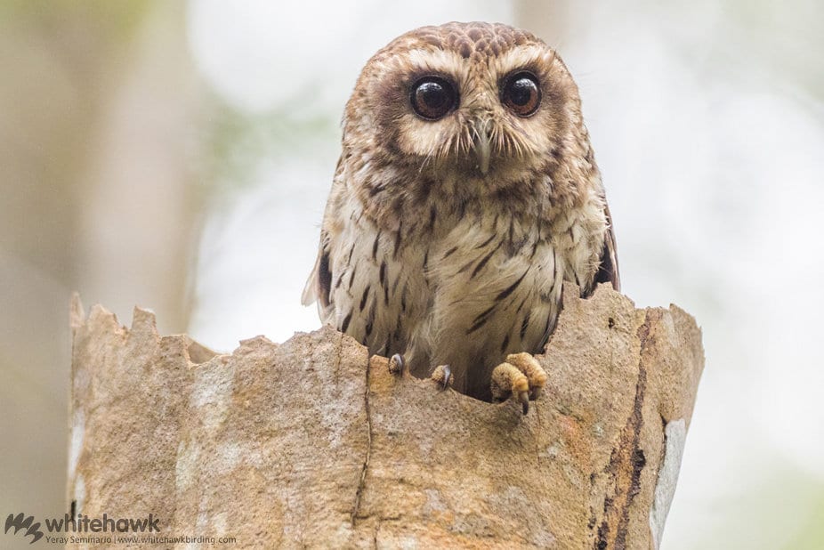 Bare-legged Owl Cuba