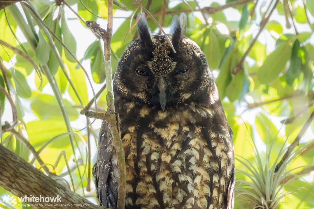 Stygian Owl