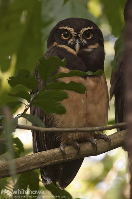 Spectacled Owl Panama Whitehawk Birding