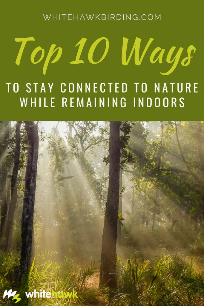 Top 10 Ways to Stay Connected to Nature While Remaining Indoors - Whitehawk Birding: Nature has many benefits, no matter inside or outdoors. Stay connected with nature indoors by trying some of these activities.